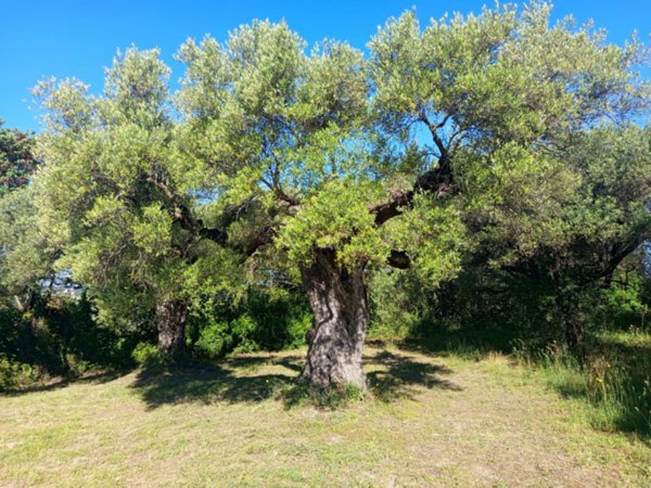 terreno in vendita a Palombara Sabina