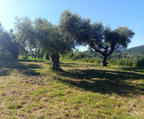 terreno in vendita a Palombara Sabina