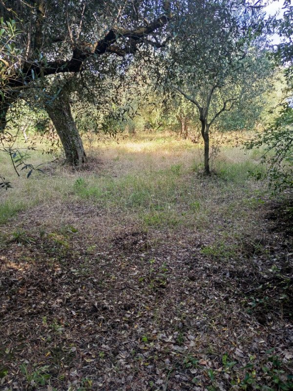 terreno in vendita a Palombara Sabina