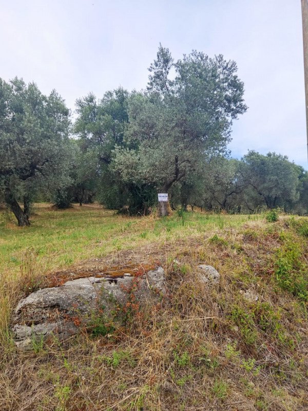 terreno in vendita a Palombara Sabina