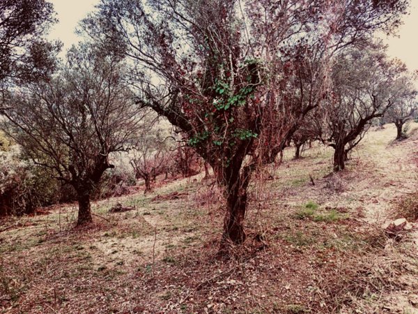 terreno in vendita a Palombara Sabina