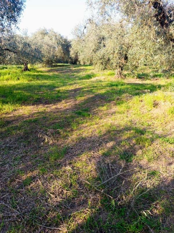 terreno in vendita a Palombara Sabina
