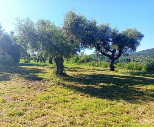 terreno in vendita a Palombara Sabina