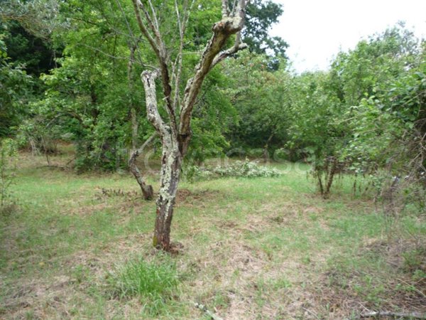 terreno in vendita a Palombara Sabina