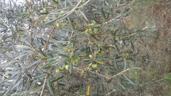 terreno agricolo in vendita a Poli