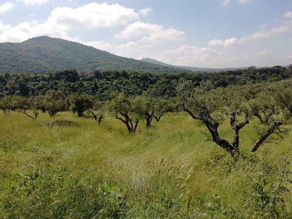 terreno edificabile in vendita a Poli in zona Villa Luana