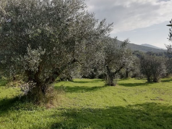 terreno edificabile in vendita a Poli in zona Villa Catena
