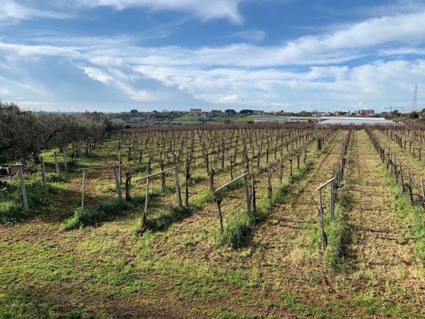 terreno agricolo in vendita a Pomezia