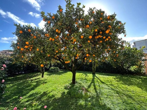 appartamento in vendita a Pomezia in zona Santa Procula