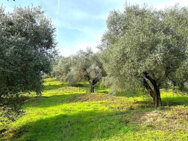 terreno agricolo in vendita a Ponzano Romano
