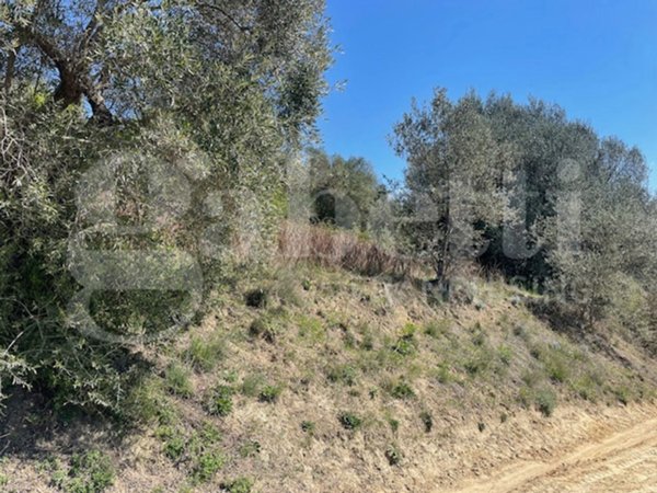 terreno agricolo in vendita a Ponzano Romano