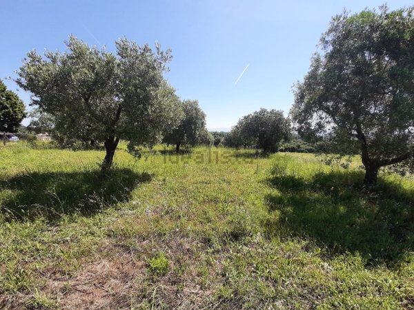 terreno agricolo in vendita a Riano