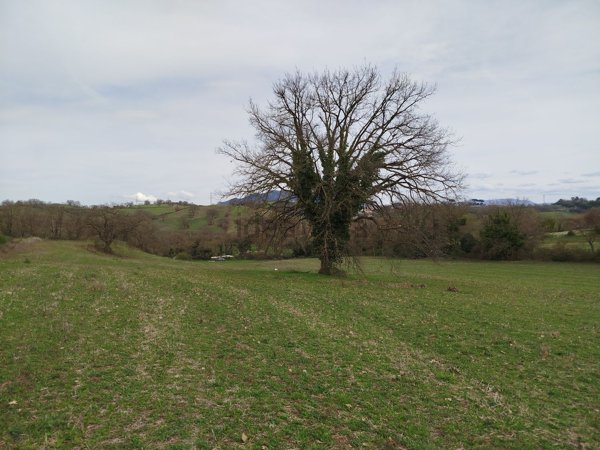 terreno agricolo in vendita a Rignano Flaminio