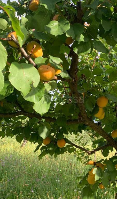 terreno agricolo in vendita a Rocca di Papa
