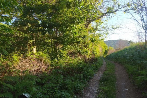 terreno agricolo in vendita a Rocca di Papa