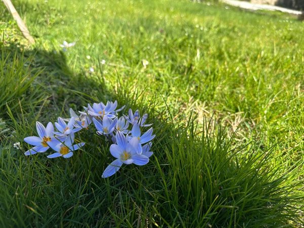 pentavano in vendita a Rocca Priora