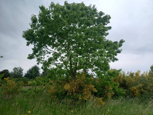 terreno agricolo in vendita a Rocca Priora