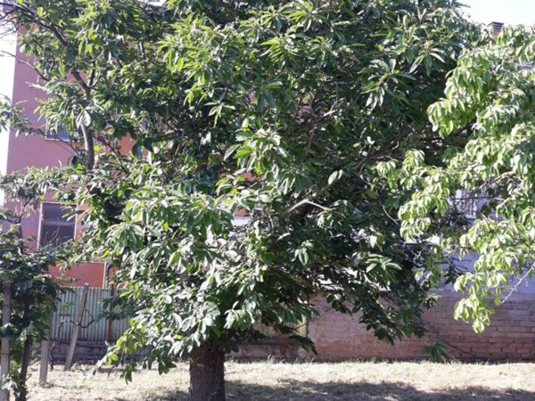 terreno agricolo in vendita a Roma in zona Finocchio