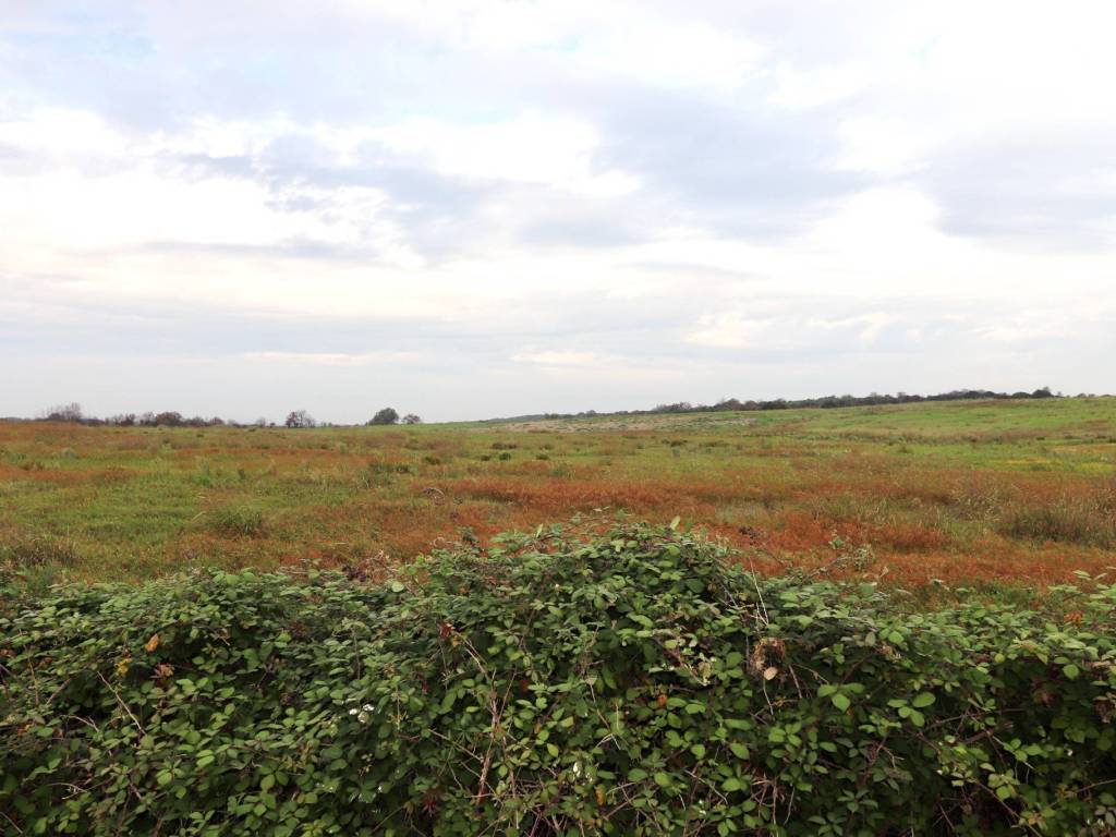 terreno agricolo in vendita a Roma in zona Massimina/Casal Lumbroso