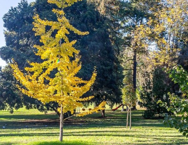 appartamento in vendita a Roma in zona Parioli