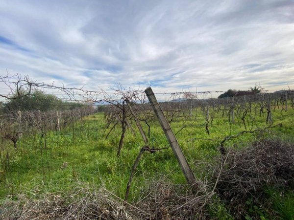 terreno agricolo in vendita a Roma in zona Finocchio