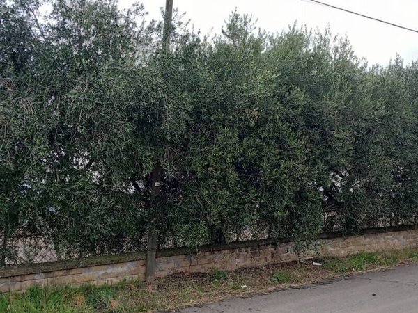 terreno agricolo in vendita a Roma in zona Finocchio