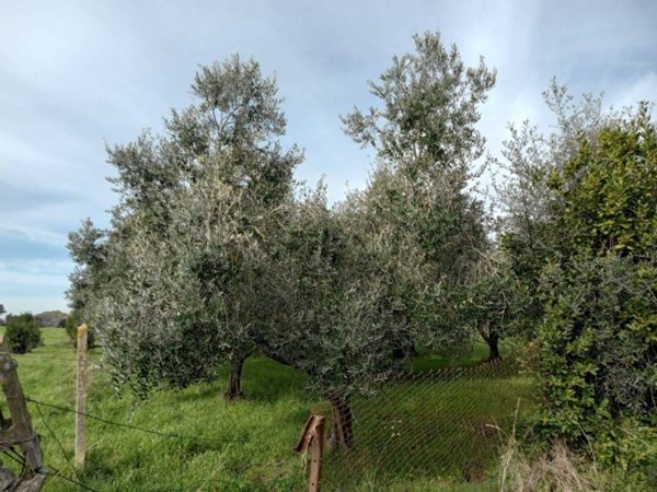 terreno agricolo in vendita a Roma
