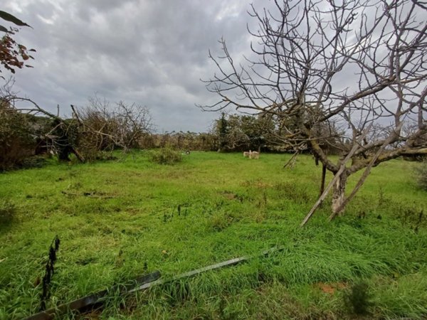 terreno agricolo in vendita a Roma in zona Borghesiana
