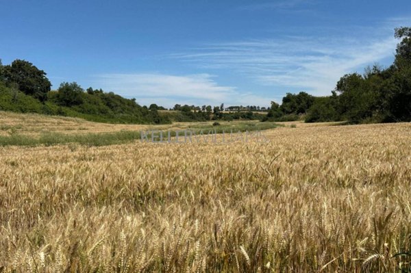terreno agricolo in vendita a Roma in zona Castel di Guido