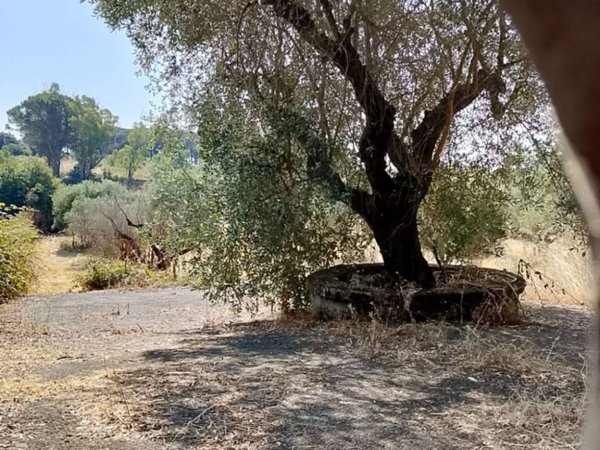 terreno agricolo in vendita a Roma in zona Olgiata