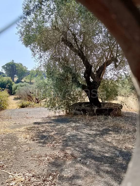 terreno agricolo in vendita a Roma in zona Cesano