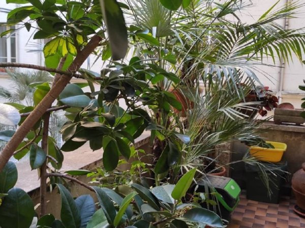 appartamento in vendita a Roma in zona Nomentano
