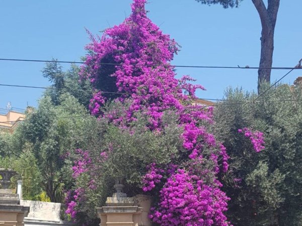 casa indipendente in vendita a Roma in zona Flaminio