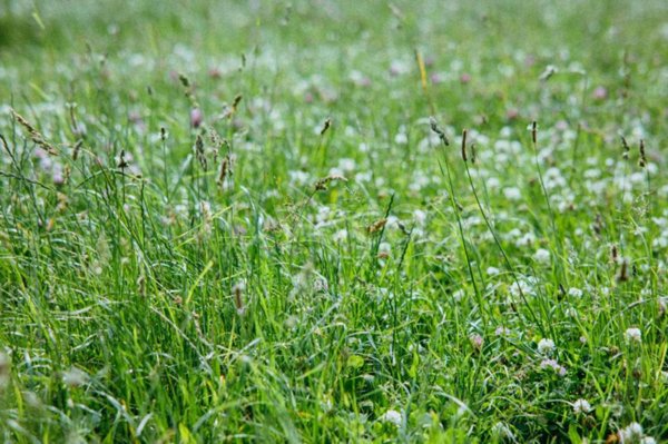 terreno agricolo in vendita a Roma in zona Piana del Sole