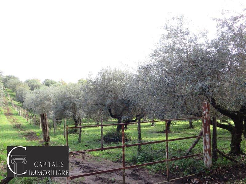 terreno agricolo in vendita a Roma in zona Labaro