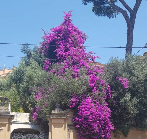 casa indipendente in vendita a Roma in zona Pinciano
