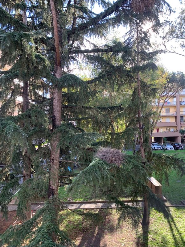 appartamento in vendita a Roma in zona Dragoncello