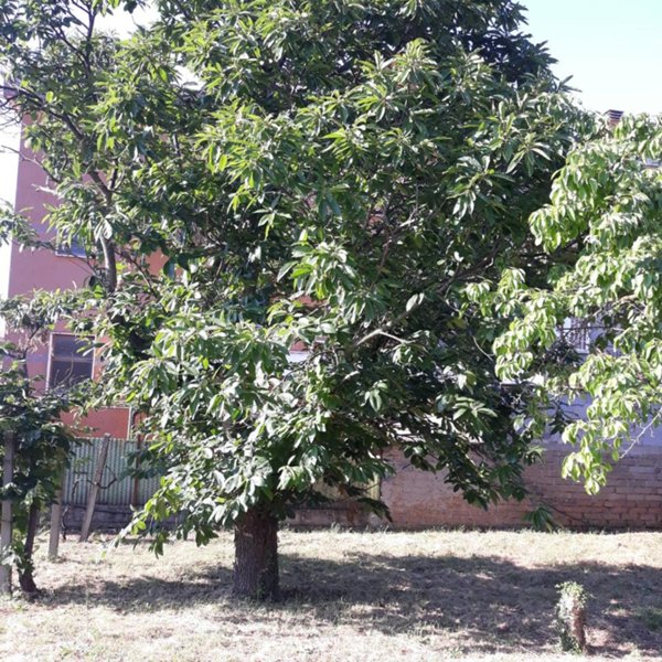 negozio in vendita a Roma in zona Finocchio