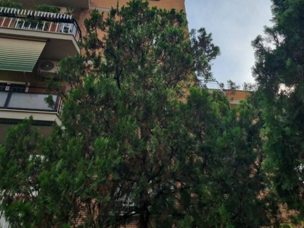 appartamento in vendita a Roma in zona Monte Sacro/Talenti