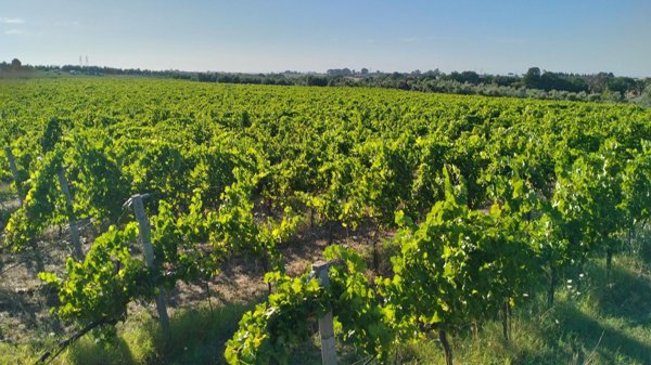 azienda agricola in vendita a Roma in zona Ardeatino