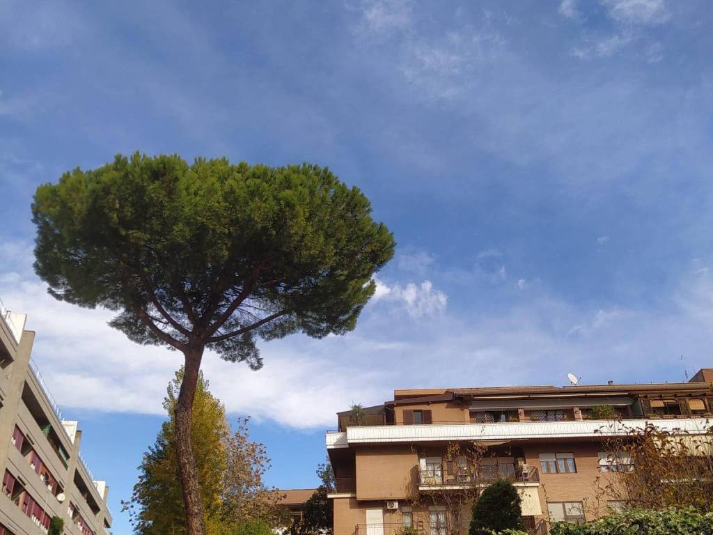 appartamento in vendita a Roma in zona Monte Sacro/Talenti