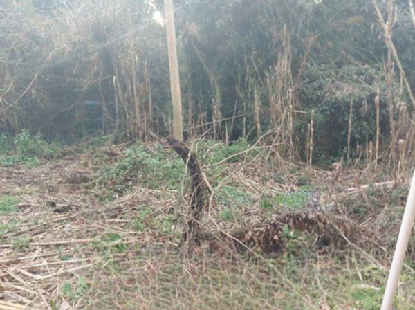 terreno agricolo in vendita a Roma in zona Tor di Quinto