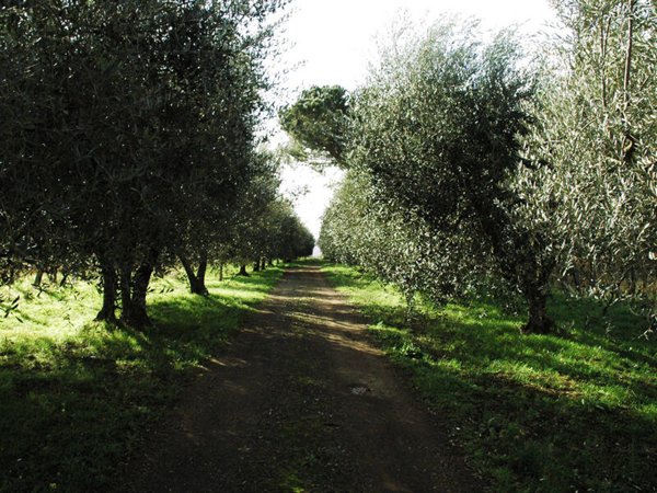 terreno edificabile in vendita a Roma