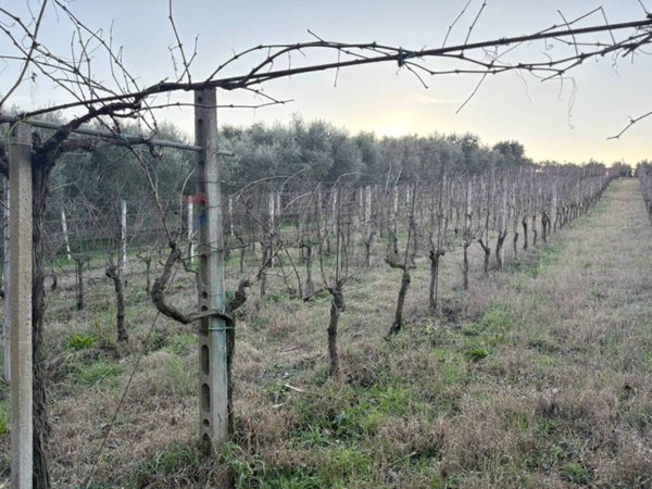 terreno agricolo in vendita a Roma in zona Finocchio