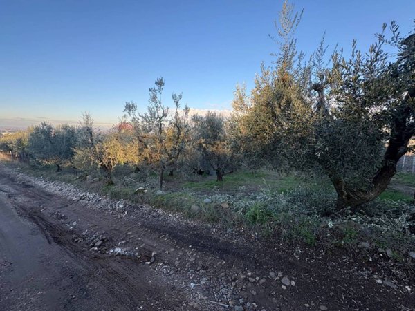 terreno agricolo in vendita a Roma in zona Finocchio