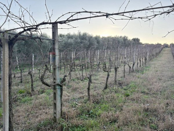 terreno agricolo in vendita a Roma in zona Finocchio
