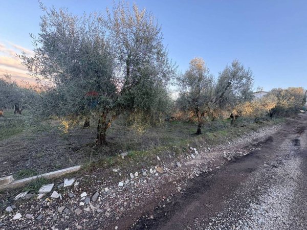 terreno agricolo in vendita a Roma in zona Finocchio