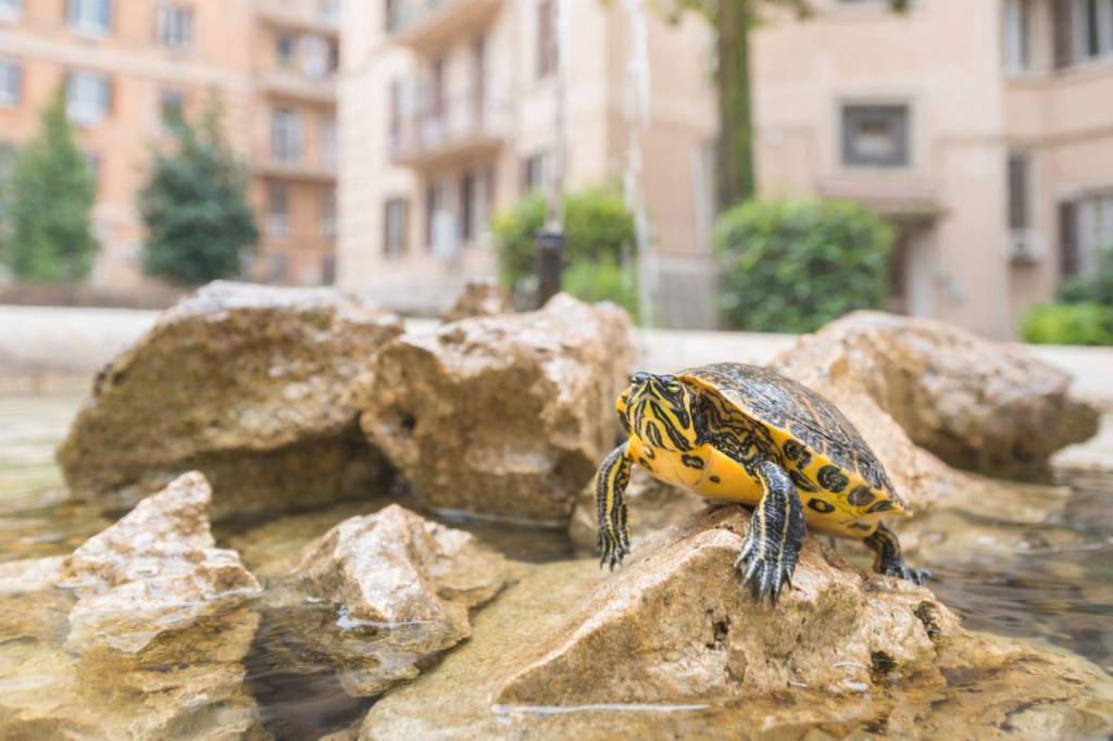 appartamento in vendita a Roma in zona Trieste