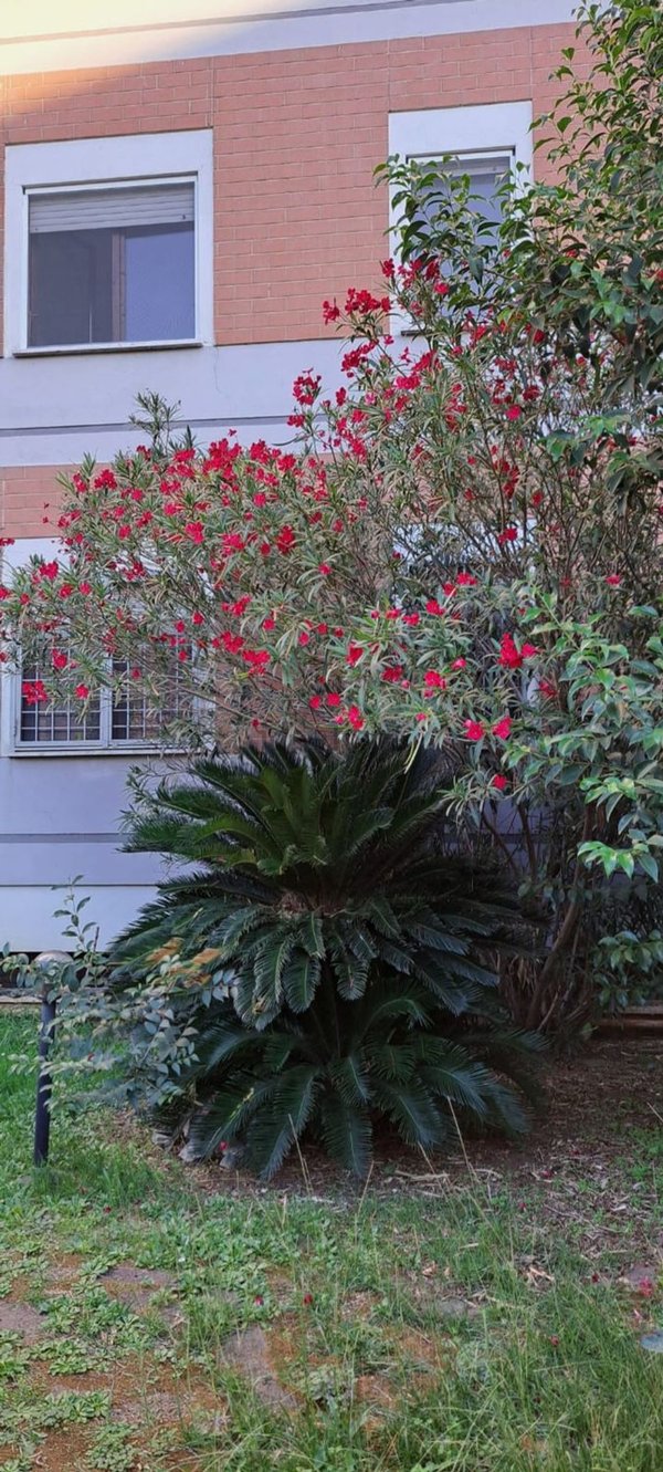 appartamento in vendita a Roma in zona San Basilio