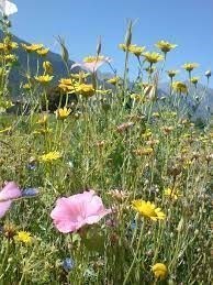 terreno agricolo in vendita a Roma in zona Trionfale